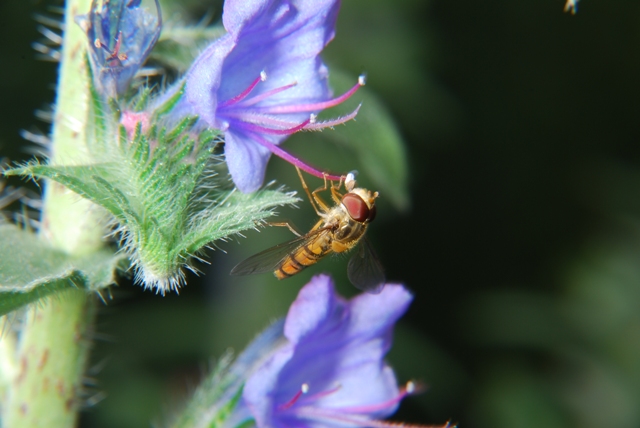 Episyrphus balteatus (Syrphidae)